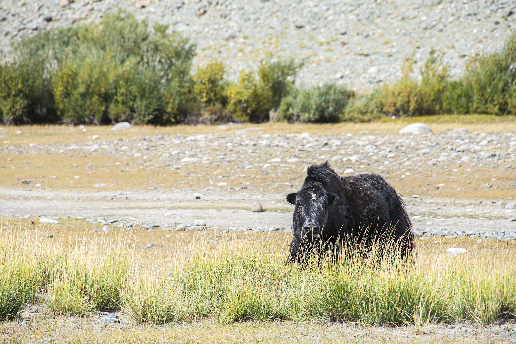 WESTERN MONGOLIA PHOTOGRAPHY TOUR photo 26